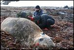 Pulsa en la imagen para verla en tamao completo

Nombre: elefante-marino-antartida-etiquetado-cientificos.jpg
Visitas: 2
Tamao: 54.1 KB
ID: 8919
