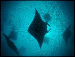 Pulsa en la imagen para verla en tamao completo

Nombre: Underwater-Photography12.jpg
Visitas: 38
Tamao: 105.3 KB
ID: 7132