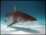 Pulsa en la imagen para verla en tamao completo

Nombre: tiburon-tigre.jpg
Visitas: 3
Tamao: 139.1 KB
ID: 5473