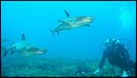 Pulsa en la imagen para verla en tamao completo

Nombre: bucear-galapagos-tiburones-300x169.jpg
Visitas: 3
Tamao: 9.8 KB
ID: 5737