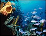 Pulsa en la imagen para verla en tamao completo

Nombre: diving-islas-bonaire-300x237.jpg
Visitas: 4
Tamao: 25.7 KB
ID: 5738