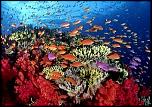 Pulsa en la imagen para verla en tamao completo

Nombre: Carolina-del-norte-Coral-300x210.jpg
Visitas: 4
Tamao: 31.9 KB
ID: 5740