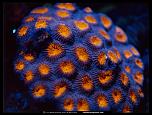 Pulsa en la imagen para verla en tamao completo

Nombre: knob-coral-517520-lw.jpg
Visitas: 4
Tamao: 117.1 KB
ID: 8976
