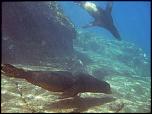Pulsa en la imagen para verla en tamao completo

Nombre: sea-lions-lobos-marinos-trpdvisores.jpg
Visitas: 1
Tamao: 37.5 KB
ID: 5492