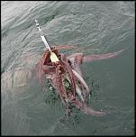 Pulsa en la imagen para verla en tamao completo

Nombre: biologia-marina-calamar-gigante-151.jpg
Visitas: 2
Tamao: 67.7 KB
ID: 9135