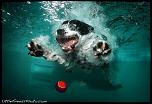 Pulsa en la imagen para verla en tamao completo

Nombre: underwater-photos-of-dogs-seth-casteel-7.jpg
Visitas: 34
Tamao: 90.8 KB
ID: 8925