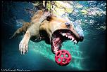 Pulsa en la imagen para verla en tamao completo

Nombre: underwater-photos-of-dogs-seth-casteel-10.jpg
Visitas: 36
Tamao: 119.9 KB
ID: 8931
