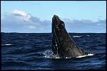 Pulsa en la imagen para verla en tamao completo

Nombre: humpback-whale_spem.jpg
Visitas: 2
Tamao: 25.1 KB
ID: 7760