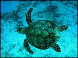 Pulsa en la imagen para verla en tamao completo

Nombre: tortuga-antigua-barbuda.jpg
Visitas: 1
Tamao: 35.6 KB
ID: 5688