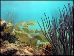 Pulsa en la imagen para verla en tamao completo

Nombre: bermudas-submarinismo-snorkel-300x225.jpg
Visitas: 2
Tamao: 26.6 KB
ID: 8569