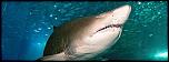 Pulsa en la imagen para verla en tamao completo

Nombre: gra-cult-tiburon--647x231.jpg
Visitas: 1
Tamao: 32.9 KB
ID: 8508