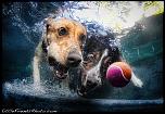 Pulsa en la imagen para verla en tamao completo

Nombre: underwater-photos-of-dogs-seth-casteel-9.jpg
Visitas: 38
Tamao: 113.8 KB
ID: 8922