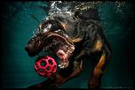 Pulsa en la imagen para verla en tamao completo

Nombre: underwater-photos-of-dogs-seth-casteel-11.jpg
Visitas: 35
Tamao: 84.7 KB
ID: 8926