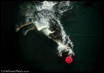 Pulsa en la imagen para verla en tamao completo

Nombre: underwater-photos-of-dogs-seth-casteel-12.jpg
Visitas: 30
Tamao: 72.1 KB
ID: 8932