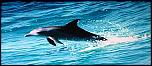 Pulsa en la imagen para verla en tamao completo

Nombre: delfin.jpg
Visitas: 1
Tamao: 48.7 KB
ID: 5524