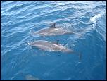 Pulsa en la imagen para verla en tamao completo

Nombre: golfinhos.jpg
Visitas: 15
Tamao: 58.3 KB
ID: 6485