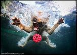 Pulsa en la imagen para verla en tamaño completo

Nombre: underwater-photos-of-dogs-seth-casteel-5.jpg
Visitas: 34
Tamaño: 132.2 KB
ID: 8924
