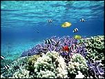 Pulsa en la imagen para verla en tamao completo

Nombre: peces-tropicales-8.jpg
Visitas: 2
Tamao: 199.5 KB
ID: 5729