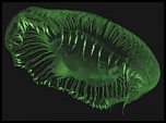 Pulsa en la imagen para verla en tamao completo

Nombre: medusa+luminuscente+verde.png
Visitas: 7
Tamao: 75.3 KB
ID: 9451