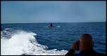 Pulsa en la imagen para verla en tamao completo

Nombre: grupo-de-orcas-persigue-turistas-mexico.jpg
Visitas: 2
Tamao: 37.9 KB
ID: 10145