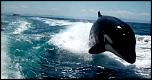 Pulsa en la imagen para verla en tamao completo

Nombre: orcas-persiguen-turistas-mexico.jpg
Visitas: 2
Tamao: 69.3 KB
ID: 10146
