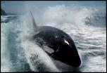 Pulsa en la imagen para verla en tamao completo

Nombre: orcas-persiguen-lancha-turistas-la-paz.jpg
Visitas: 1
Tamao: 30.5 KB
ID: 10147