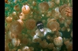 Pulsa en la imagen para verla en tamao completo

Nombre: medusas-04.jpg
Visitas: 6
Tamao: 11.2 KB
ID: 9091