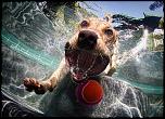 Pulsa en la imagen para verla en tamao completo

Nombre: underwater-photos-of-dogs-seth-casteel-6.jpg
Visitas: 36
Tamao: 136.2 KB
ID: 8923