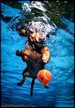 Pulsa en la imagen para verla en tamao completo

Nombre: underwater-photos-of-dogs-seth-casteel-1.jpg
Visitas: 32
Tamao: 93.1 KB
ID: 8928