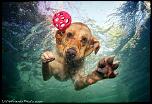 Pulsa en la imagen para verla en tamao completo

Nombre: underwater-photos-of-dogs-seth-casteel-8.jpg
Visitas: 28
Tamao: 116.7 KB
ID: 8933