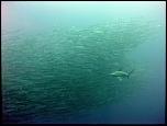 Mar Rojo 011a Gray Oceanic Shark.jpg