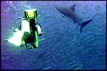 Mar Rojo 013b Gray Oceanic Shark.jpg