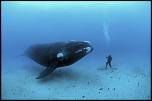 Pulsa en la imagen para verla en tamao completo

Nombre: touch-whale2.jpg
Visitas: 5
Tamao: 31.3 KB
ID: 7441