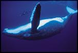 Pulsa en la imagen para verla en tamao completo

Nombre: ballenas.jpg
Visitas: 2
Tamao: 90.3 KB
ID: 8798