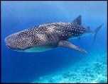 Pulsa en la imagen para verla en tamao completo

Nombre: tiburon-ballena-1.jpg
Visitas: 4
Tamao: 11.3 KB
ID: 7576