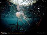 Pulsa en la imagen para verla en tamao completo

Nombre: box-jellyfish.jpg
Visitas: 5
Tamao: 145.0 KB
ID: 8977
