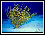Pulsa en la imagen para verla en tamao completo

Nombre: gorgonia amarilla_resize.jpg
Visitas: 11
Tamao: 407.9 KB
ID: 6254