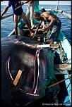 Pulsa en la imagen para verla en tamao completo

Nombre: pesca-manta-raya-3.jpg
Visitas: 16
Tamao: 10.9 KB
ID: 8775