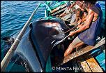 Pulsa en la imagen para verla en tamao completo

Nombre: pesca-manta-raya.jpg
Visitas: 16
Tamao: 48.1 KB
ID: 8776